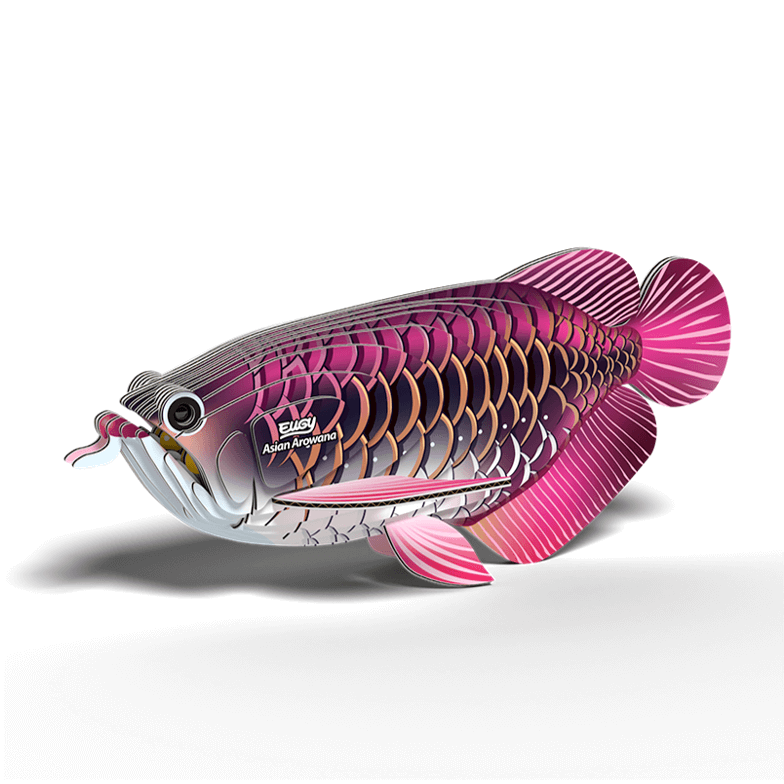 ערכת הרכבה דג הדרקון ASIAN AROWANA 3D