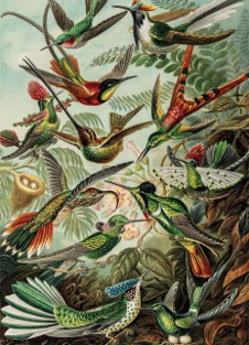 פאזל 1000 אמנות טבע  ART OF NATURE Arnst Haeckel
