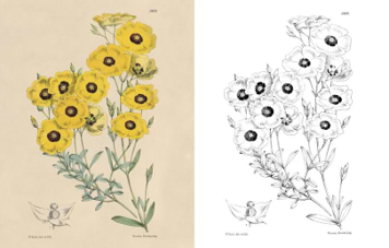 חוברת צביעה THE KEW GARDENS FLOWERS