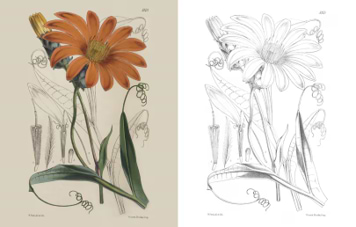 חוברת צביעה THE KEW GARDENS FLOWERS