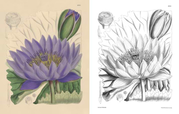חוברת צביעה THE KEW GARDENS FLOWERS