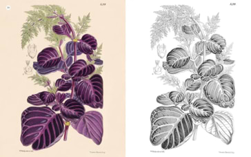 חוברת צביעה THE KEW GARDENS FLOWERS