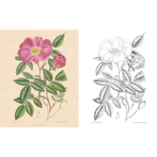 חוברת צביעה THE KEW GARDENS FLOWERS
