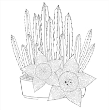 חוברת צביעה SUCCULENTS ARTIST'S COLORING BOOK