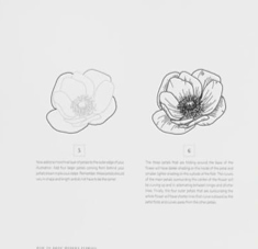 חוברת הדרכה HOW TO DRAW MODERN FLORALS