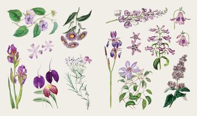ספר מדבקות THE STICKER TREASURY OF BLOOMS AND BUTTERFLIES