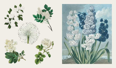 ספר מדבקות THE STICKER TREASURY OF BLOOMS AND BUTTERFLIES