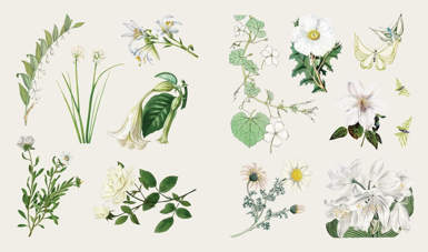 ספר מדבקות THE STICKER TREASURY OF BLOOMS AND BUTTERFLIES
