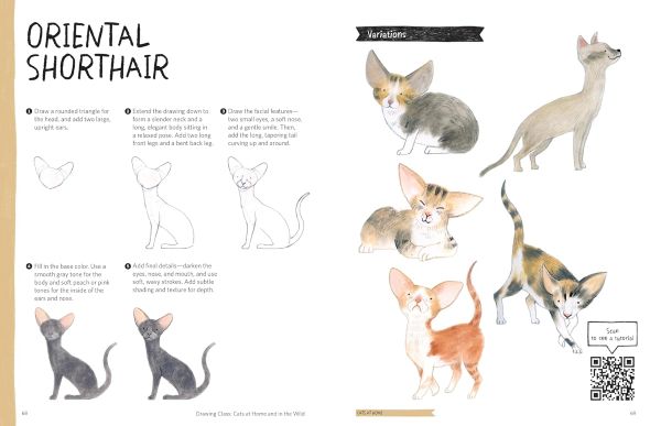 ספר לימוד רישום חתולים לילדים ומבוגרים DRAWING CLASS CATS AT HOME AND IN THE WILD