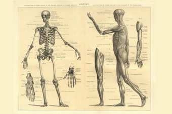 חוברת לאונרדו אנטומיה אנושית לוחות אנטומיה HUMAN ANATOMY