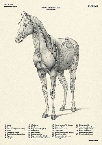 חוברת לאונרדו הסוס לוחות אנטומיה לאמן THE HORSE