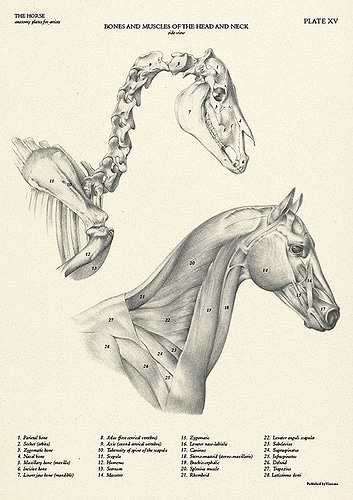 חוברת לאונרדו הסוס לוחות אנטומיה לאמן THE HORSE