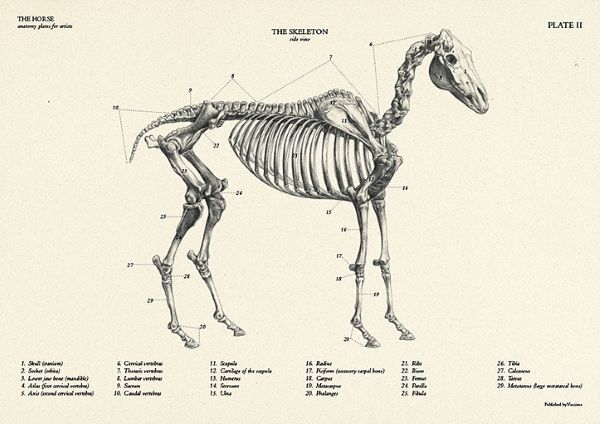 חוברת לאונרדו הסוס לוחות אנטומיה לאמן THE HORSE