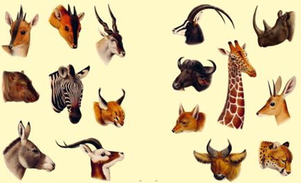 ספר מדבקות EXTRAORDINARY THINGS STICKER BOOK