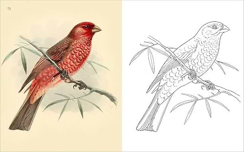 חוברת צביעה THE BIRDS COLOURING BOOK