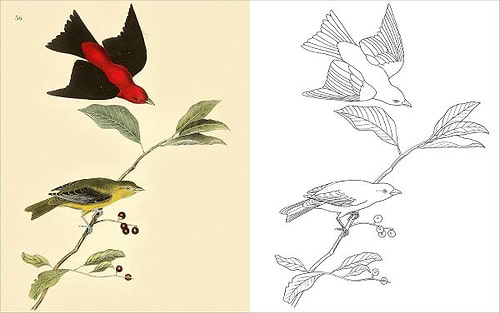 חוברת צביעה THE BIRDS COLOURING BOOK