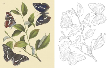 חוברת צביעה THE BIRDS COLOURING BOOK