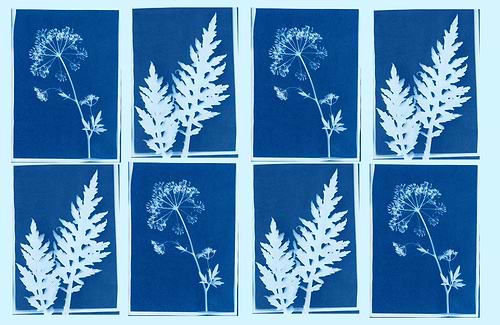 תמיסת צאיינוטייפ CYANOTYPE JACQUARD