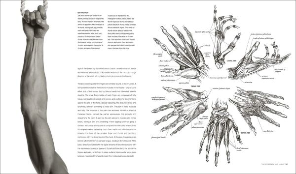 ספר אנטומיה רישום וצילום ANATOMY FOR THE ARTIST Sarah Simblet Fhotography John Davis