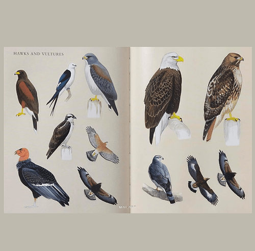 ספר מדבקות SIBLEY BIRDING STICKER BOOK