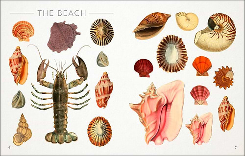 ספר מדבקות THE SEASHORE STICKER ANTHOLOGY