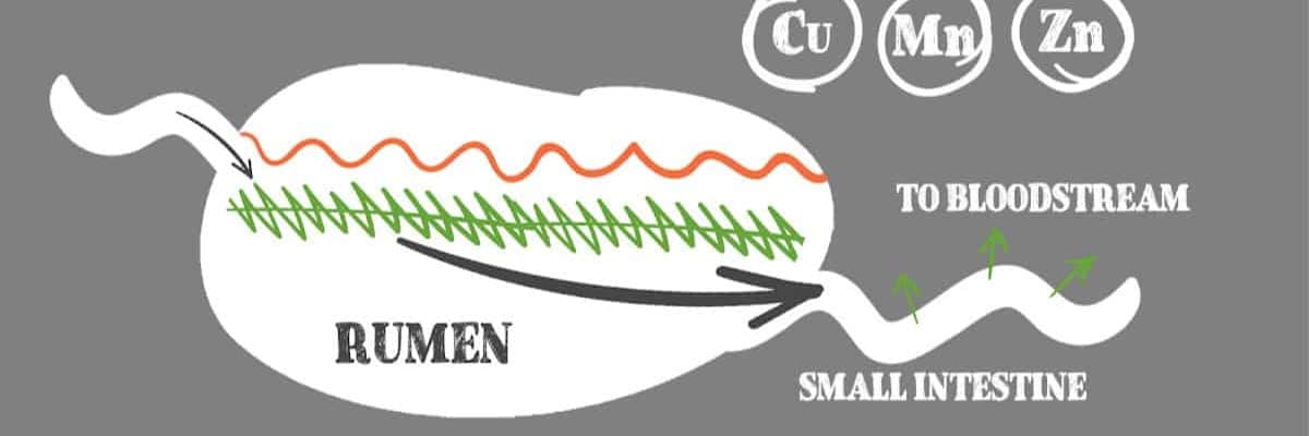 Rumen-Bypass Key Trace Minerals Diagram by Riomax