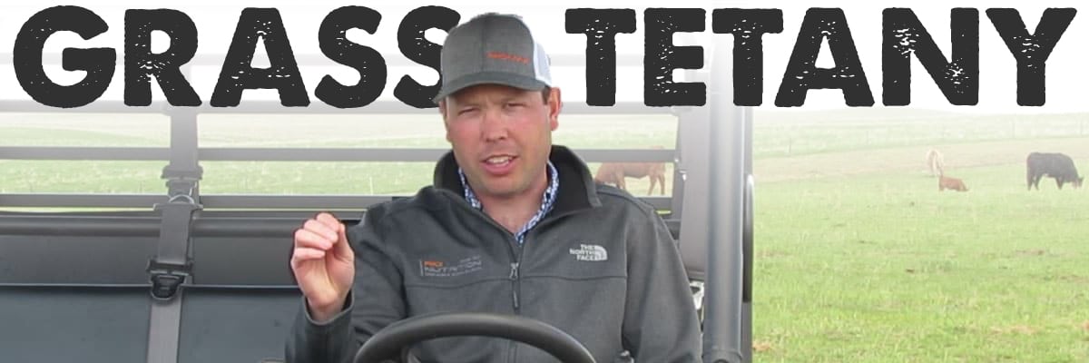 Grass tetany beef cattle