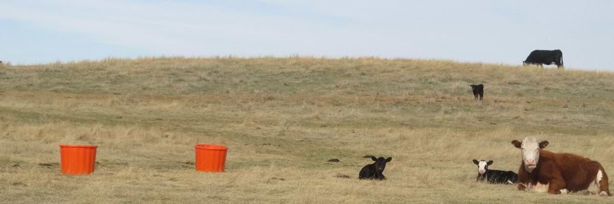 Cows and calves on late spring pasture
