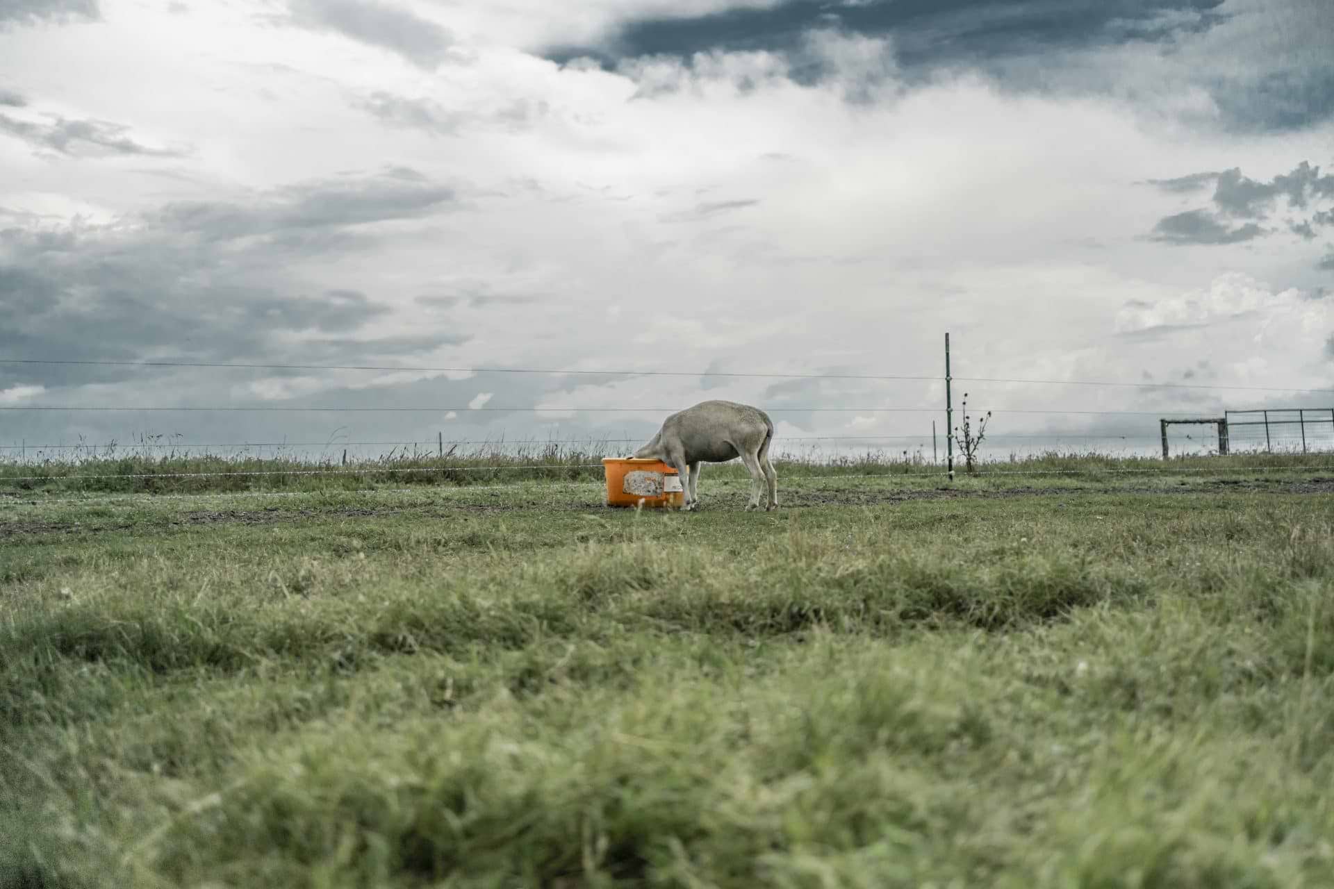 sheep licking tub