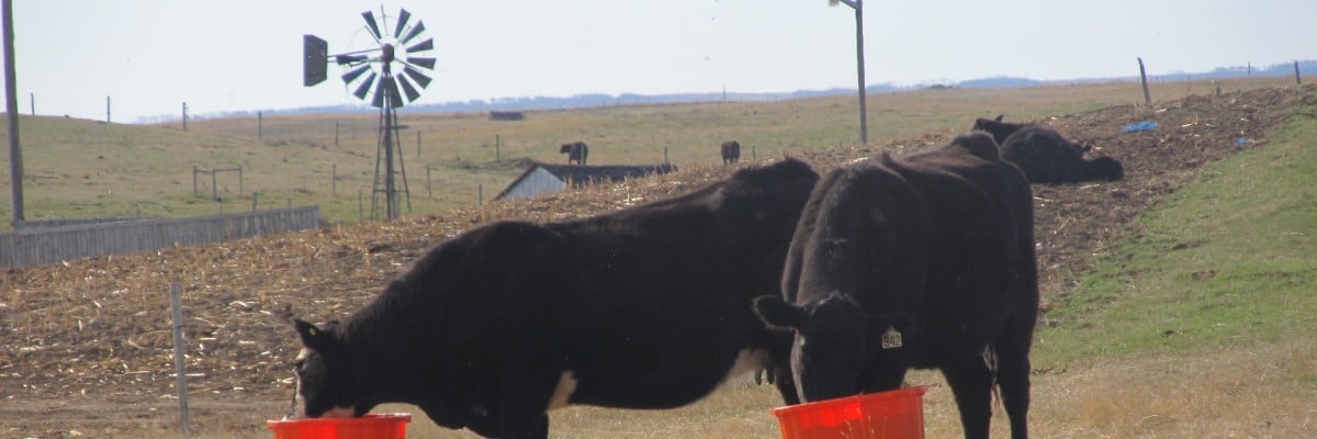 Cattle eating Riomax mineral tubs