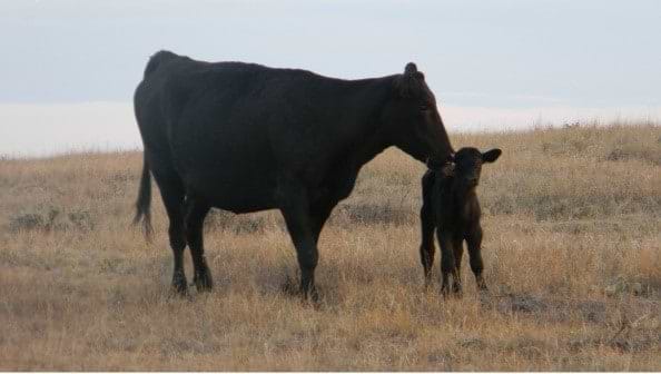 cow and calf cow and calf