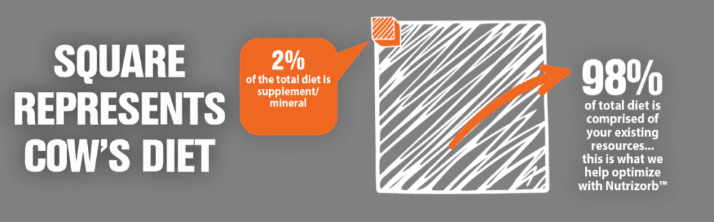 Cows Diet Infographic Cows Diet Infographic
