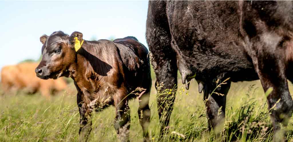 Dairy Cows in Field Dairy Cows in Field