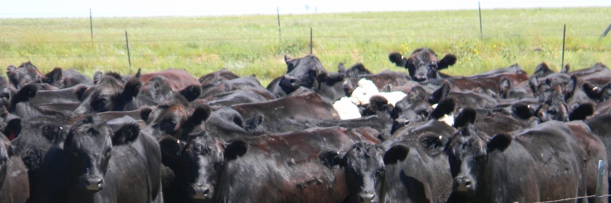 Fly Control for Cattle