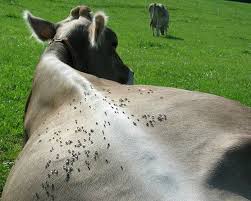 Fly Control for Cattle Flies on the back of a cow - Fly Control for Cattle