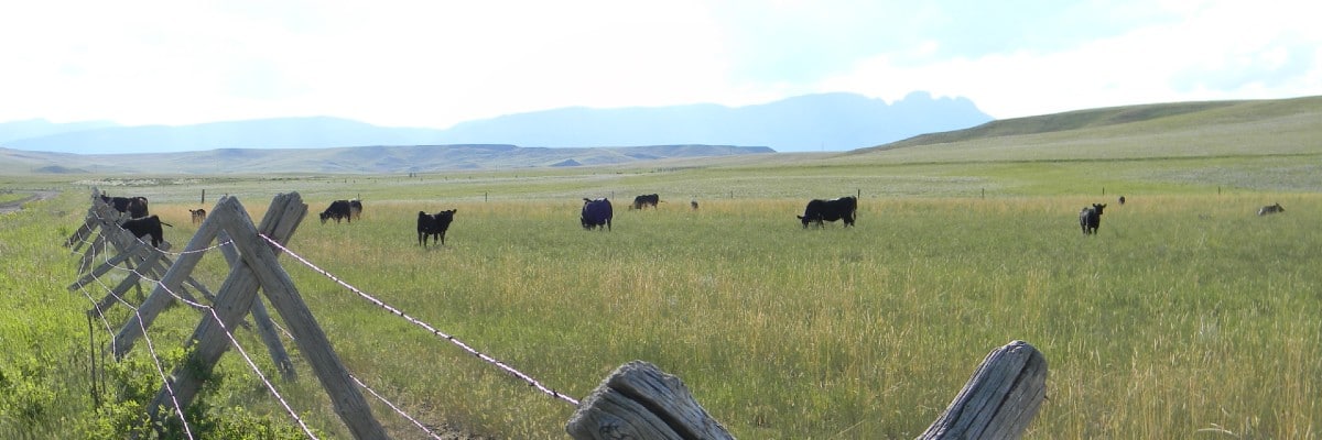 Cows on grass pasture