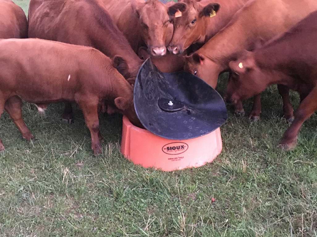 Lick tubs vs Loose Mineral cows eating loose mineral nutrition