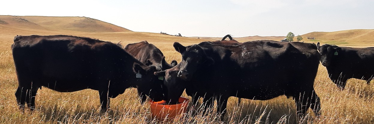 black cows licking riomax