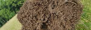 minerals affect soil health thumbnail