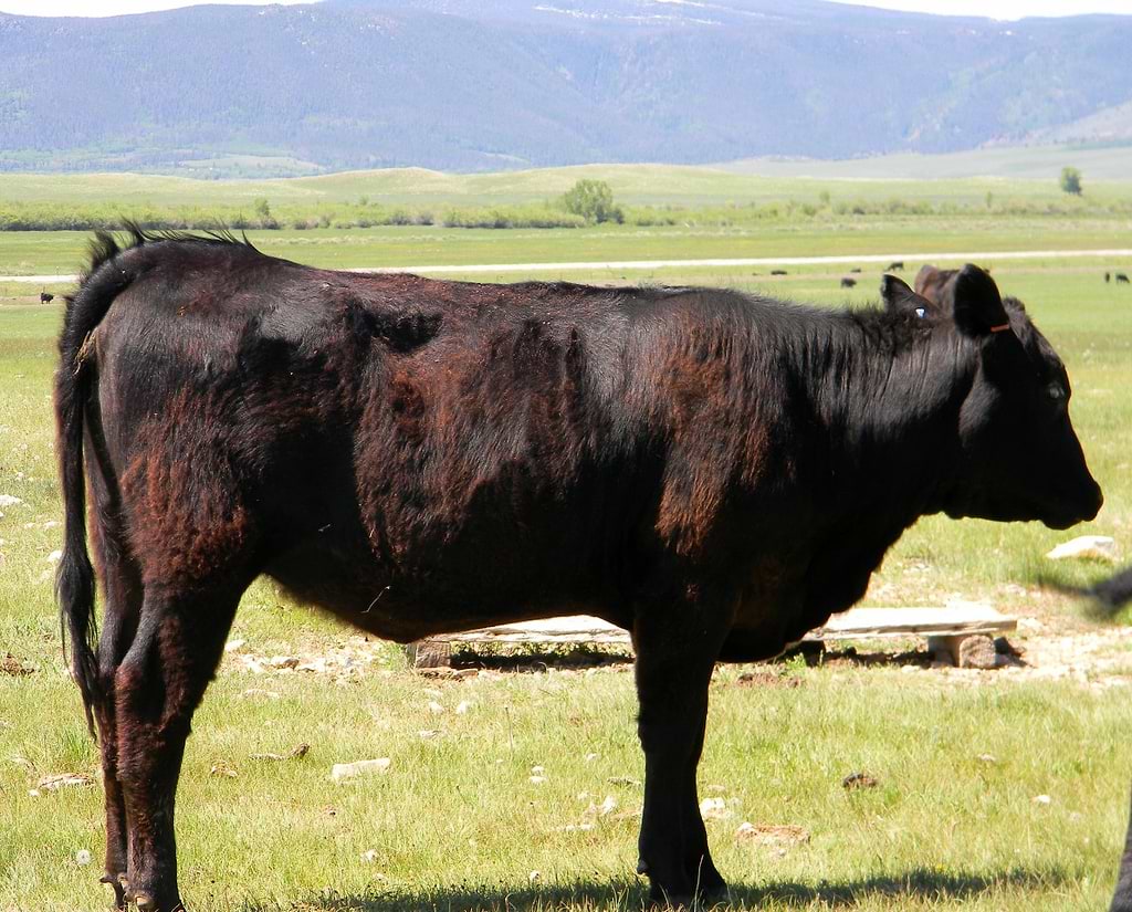 MineralDeficientCow MineralDeficientCow