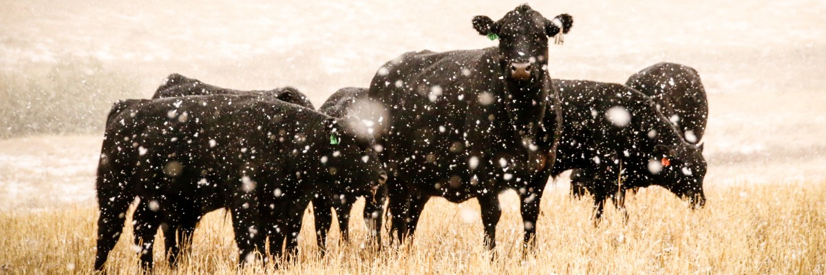 cows fall winter