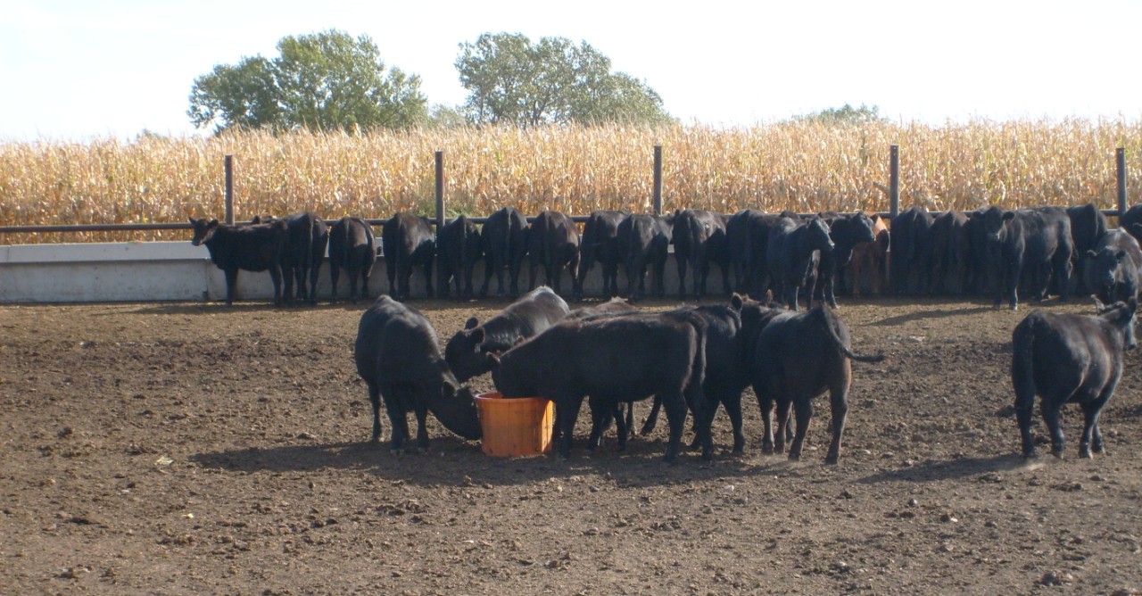 healthy hungry calves healthy hungry calves