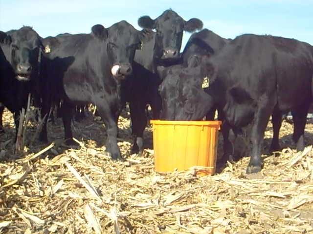 shiny healthy cows shiny healthy cows
