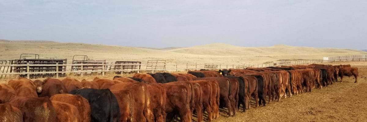 weaned calves