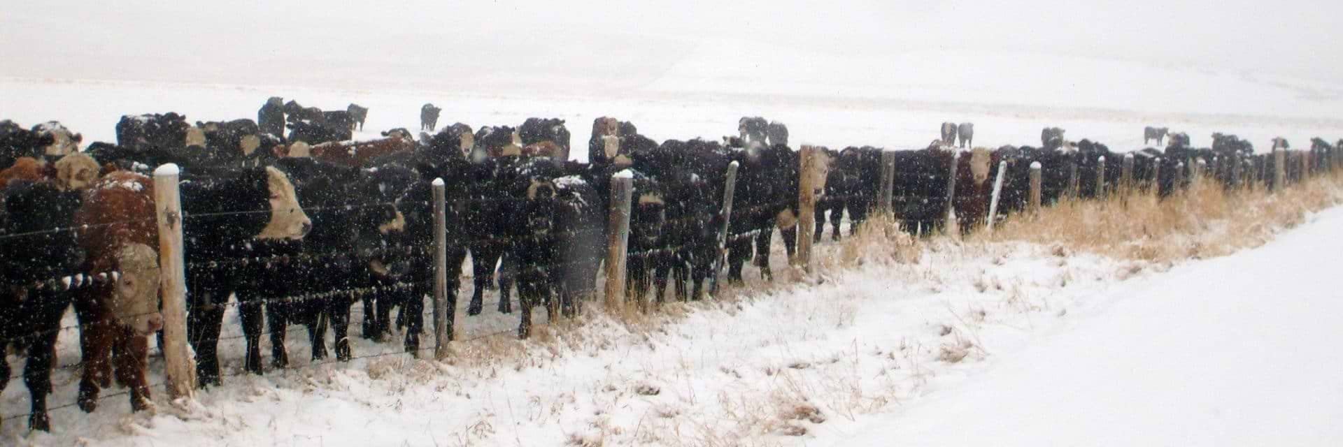 CattleInWinter