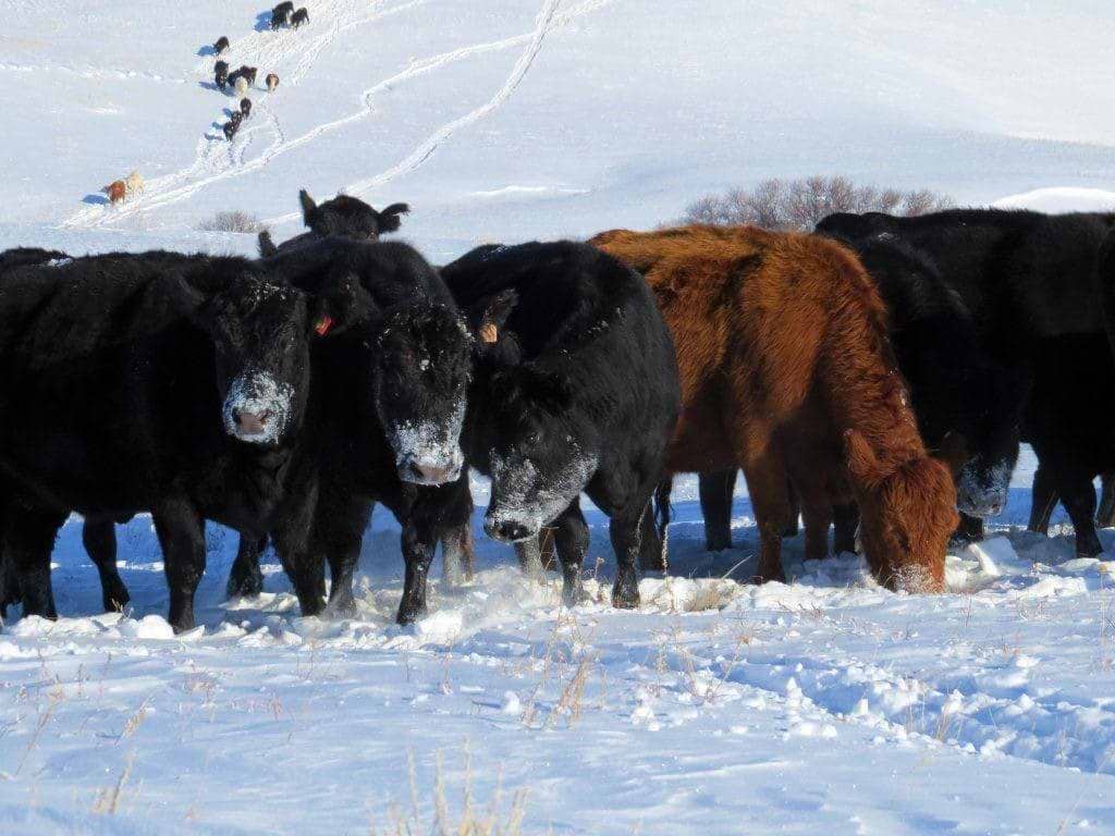 CowsInSnow CowsInSnow