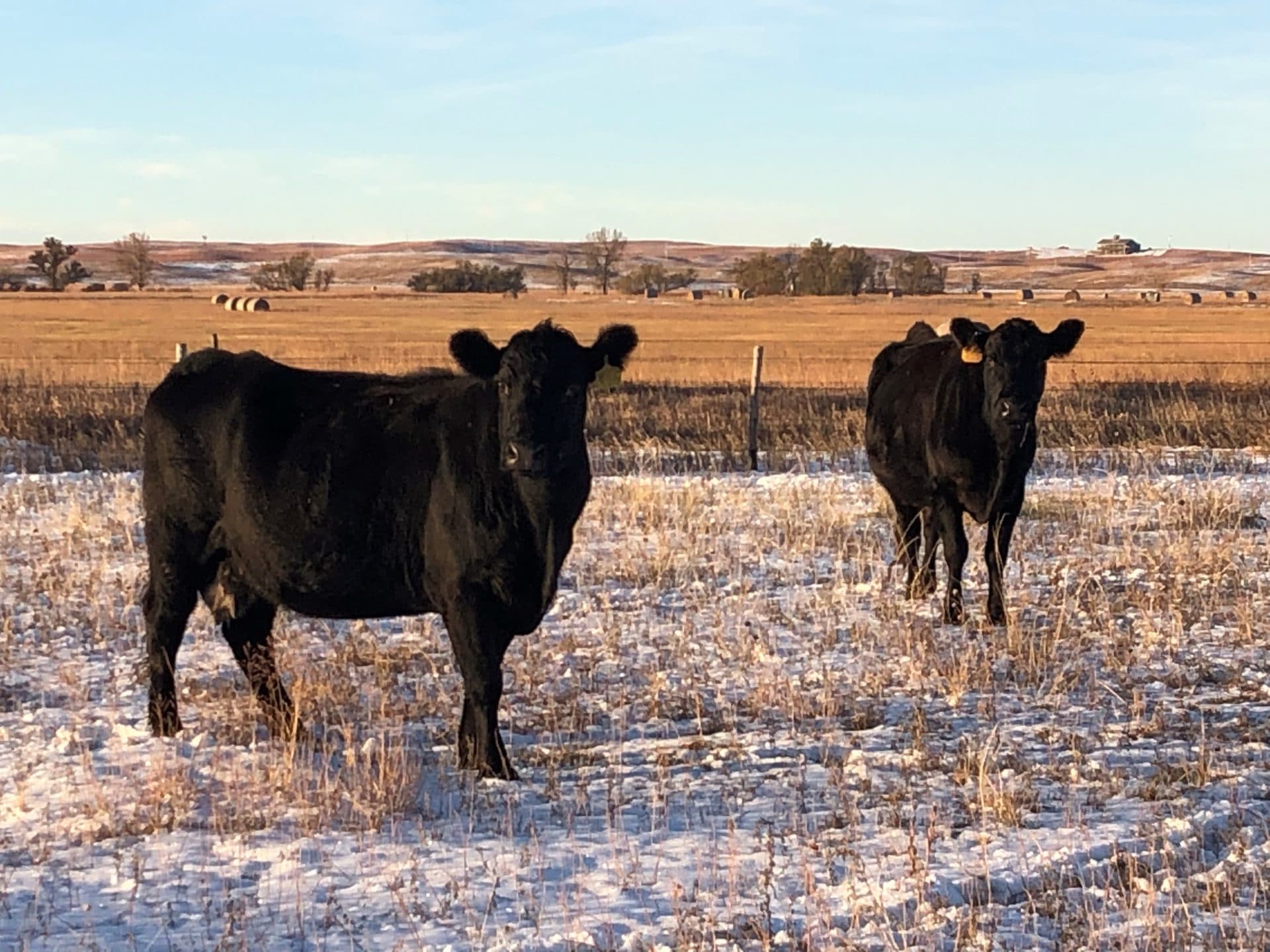 ShaneKellerBredCows ShaneKellerBredCows