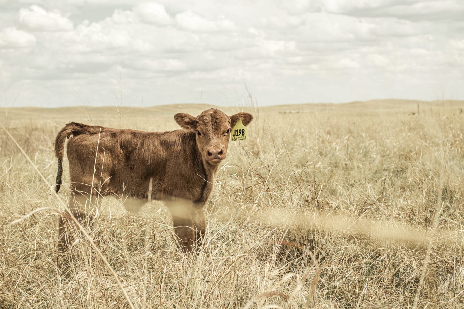 calf in pasture calf in pasture