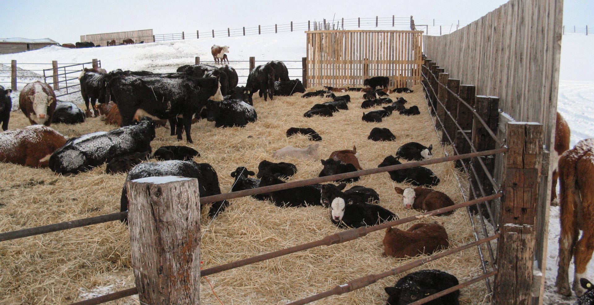 Calving Pen with snow Calving Pen with snow
