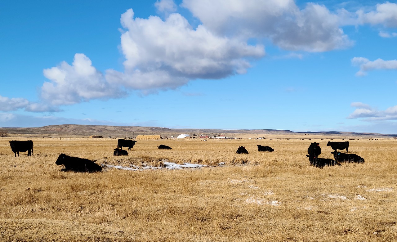 cows laying down cows laying down